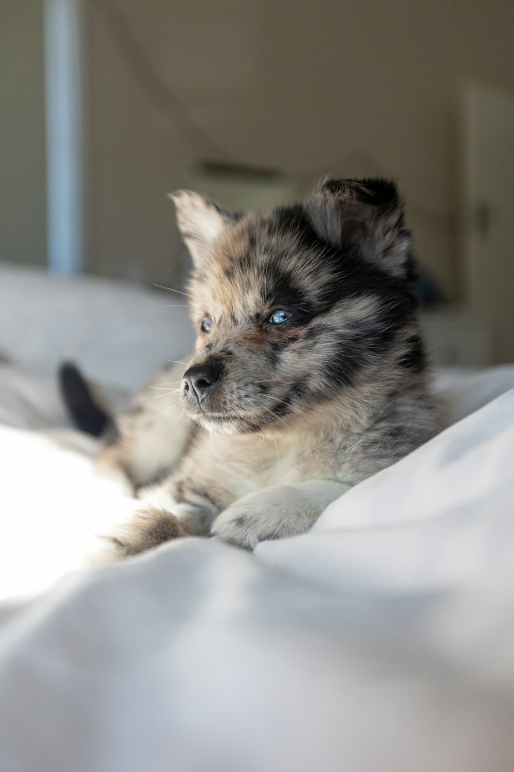 a small dog laying on top of a bed