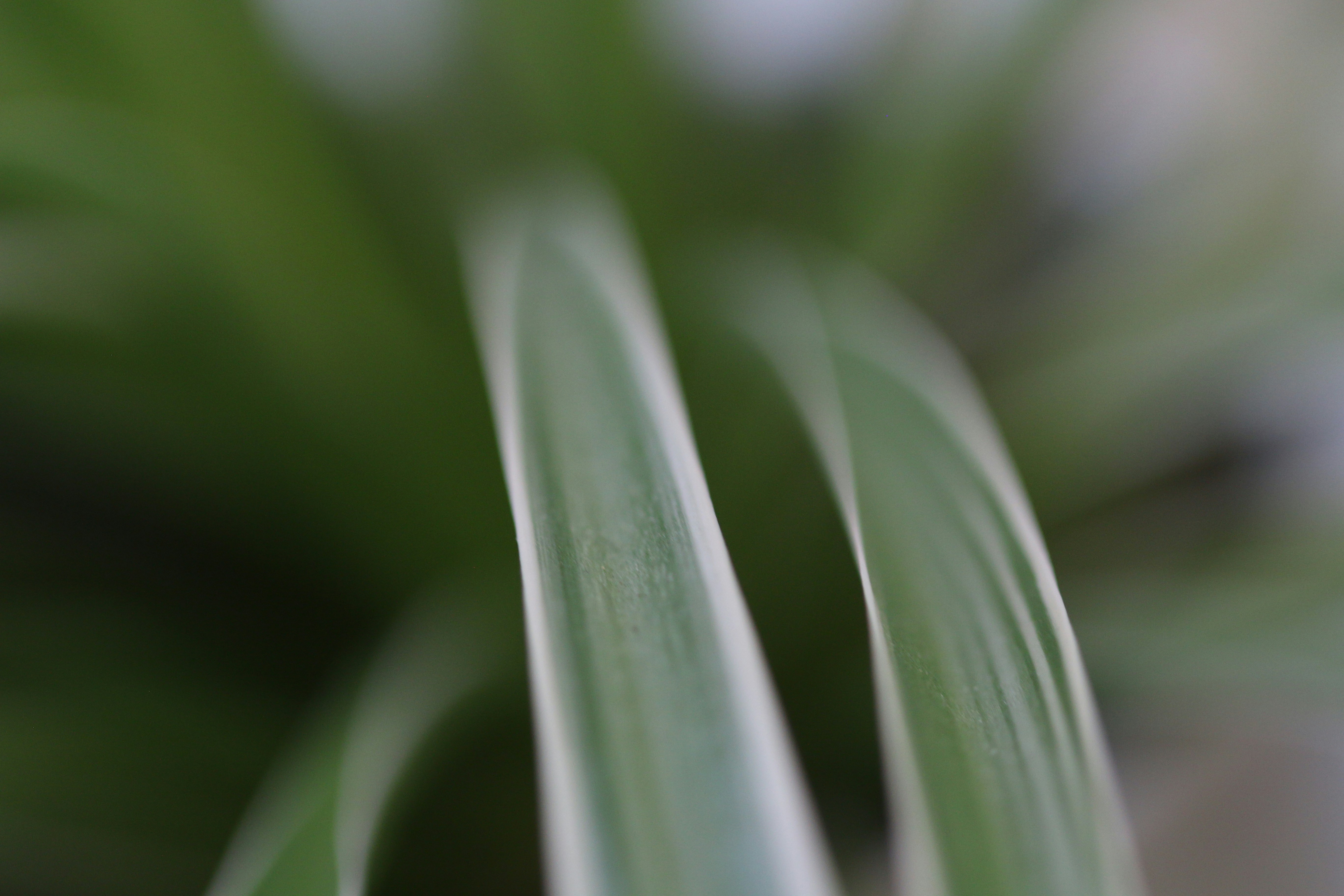 Photo by photo_tanbir