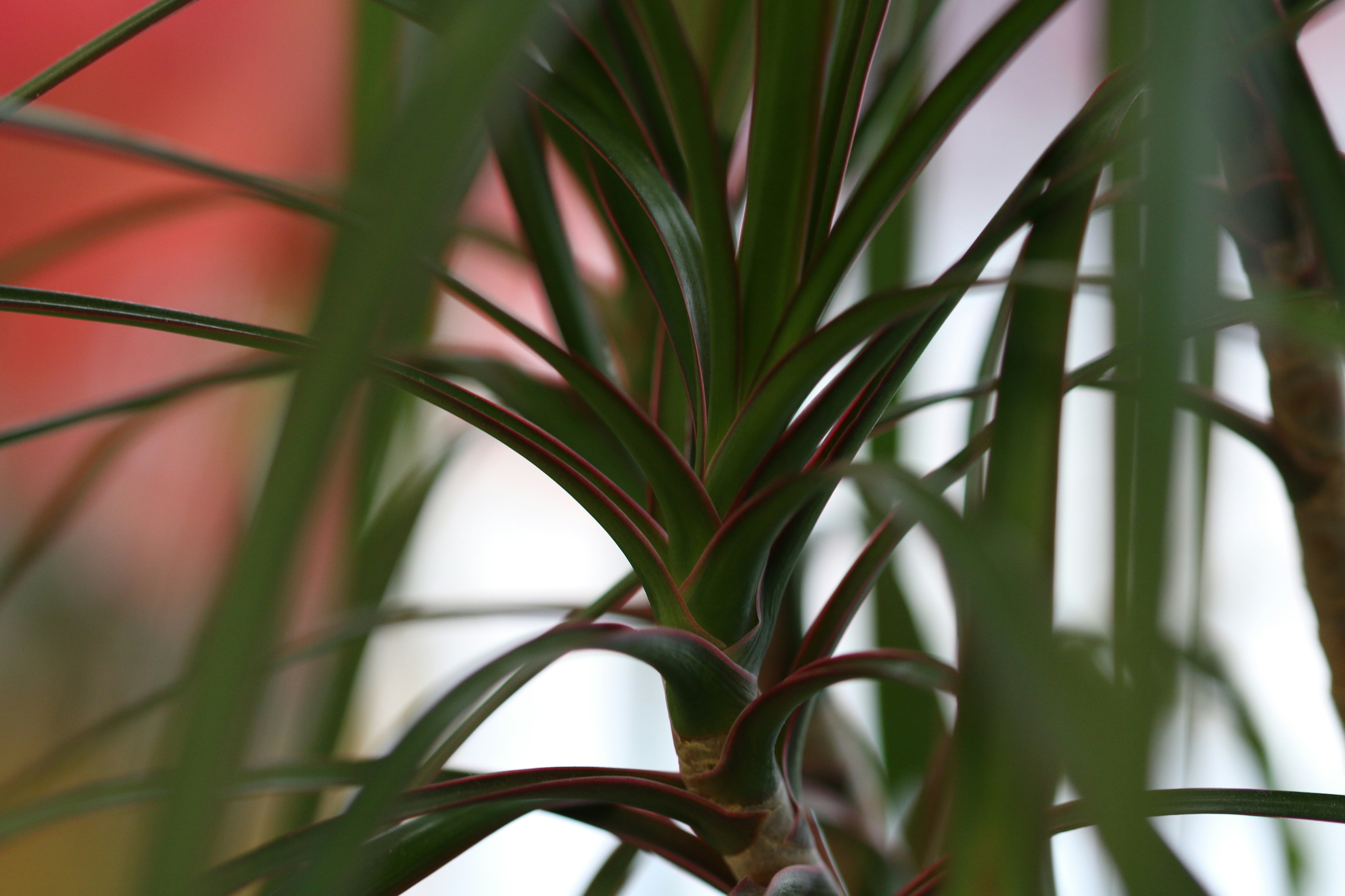 Photo by photo_tanbir