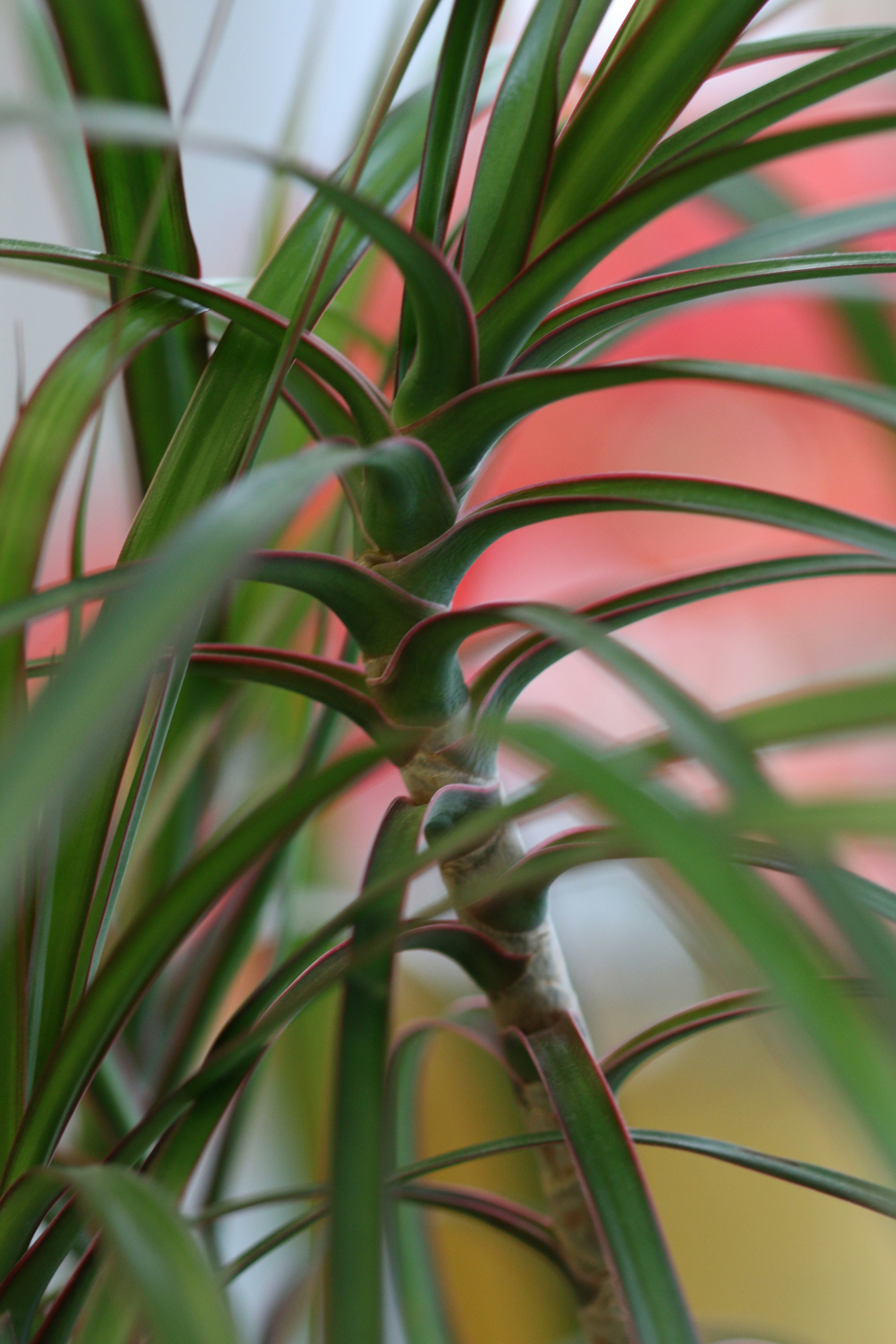 Photo by photo_tanbir