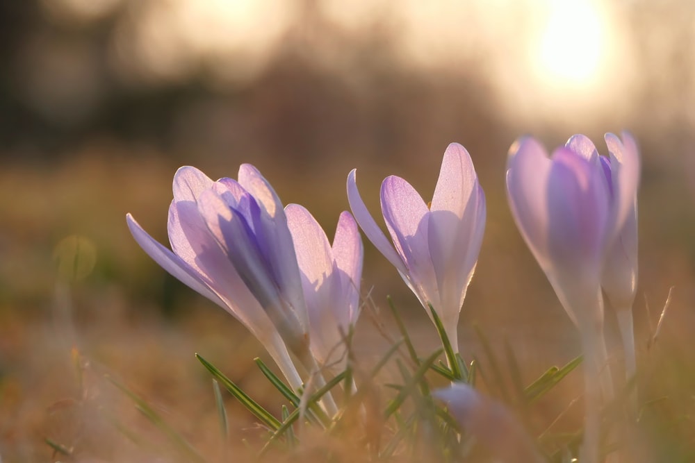 a group of purple flowers sitting on top of a grass covered field