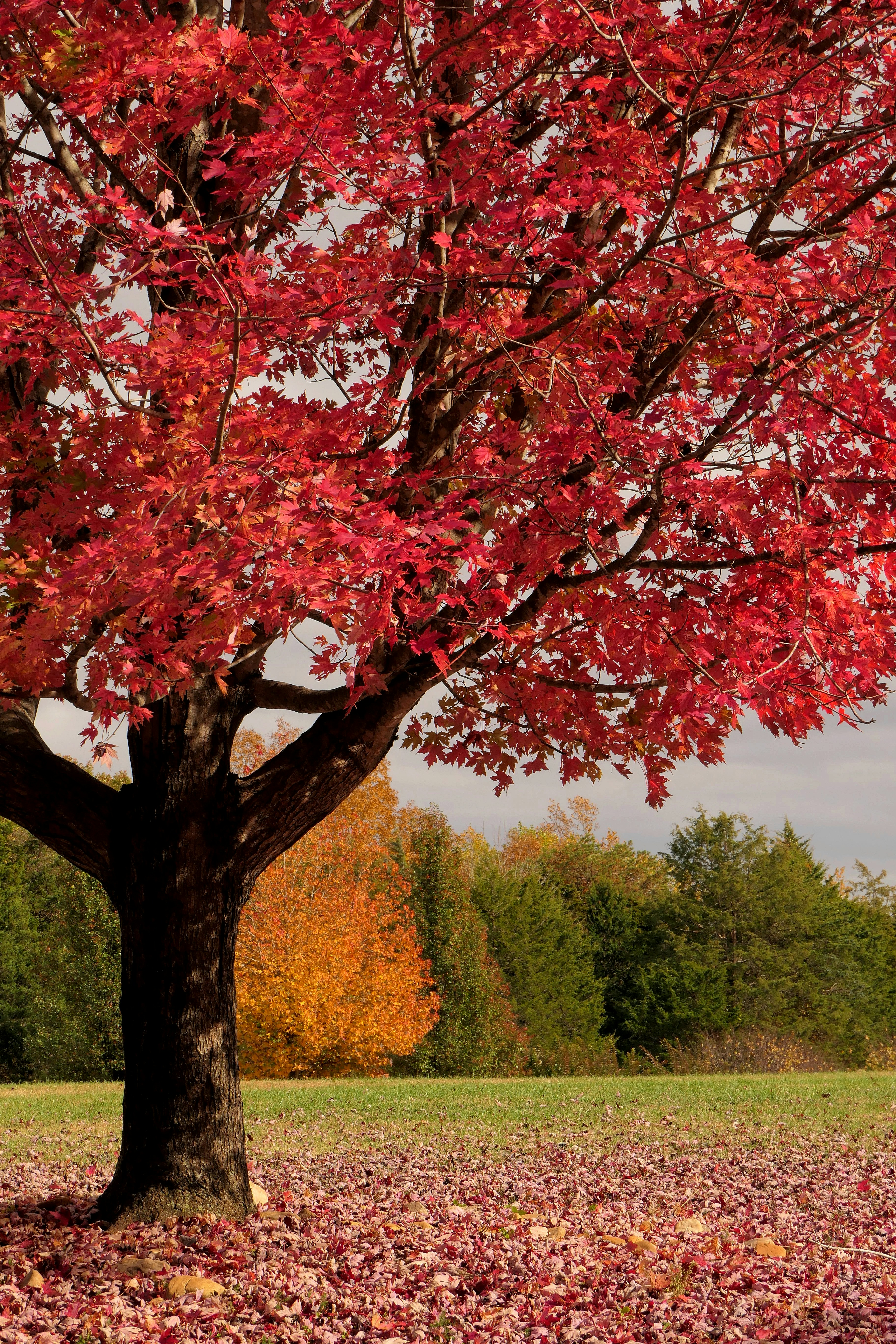 a tree with red leaves on the ground