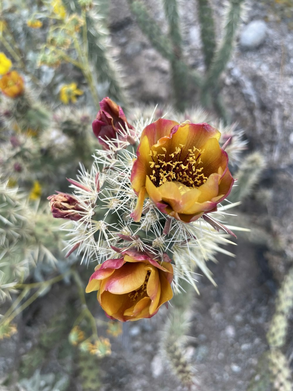 a close up of a flower on a cactus