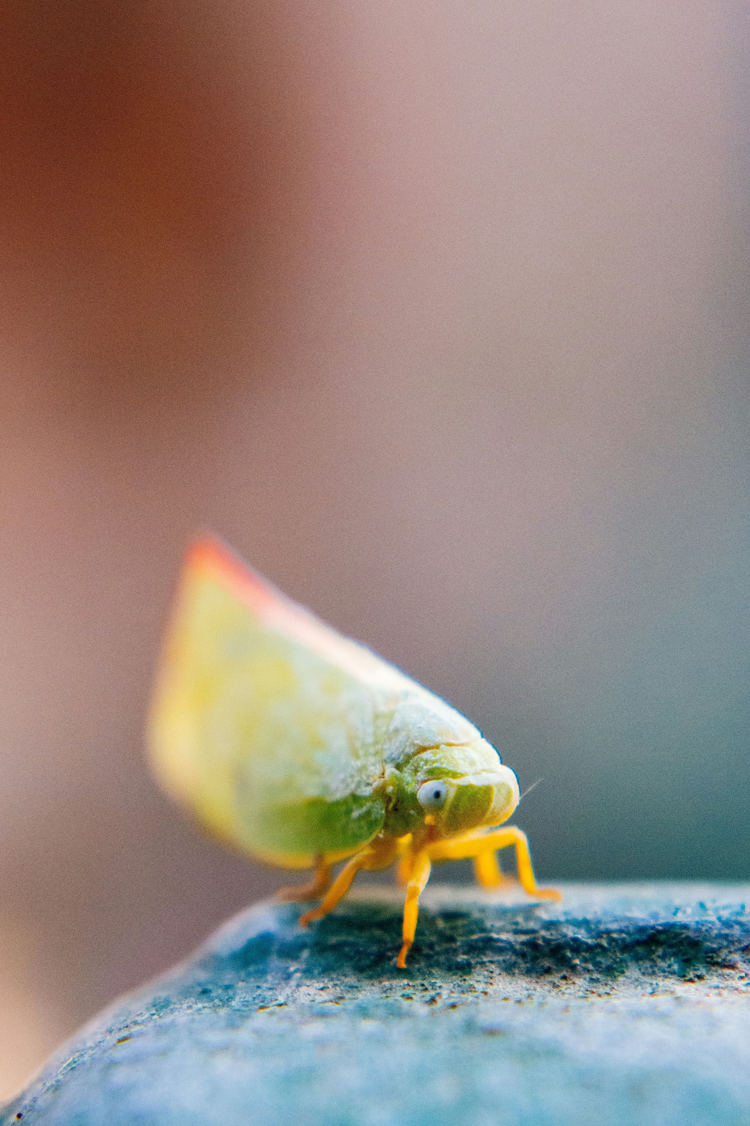 A close-up macro shot of an insect.