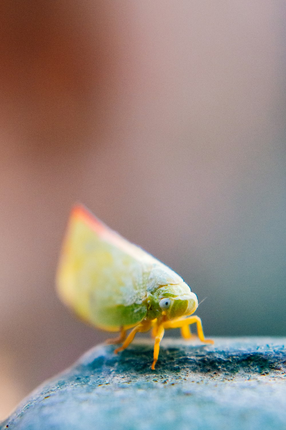 a green bug crawling on a blue surface