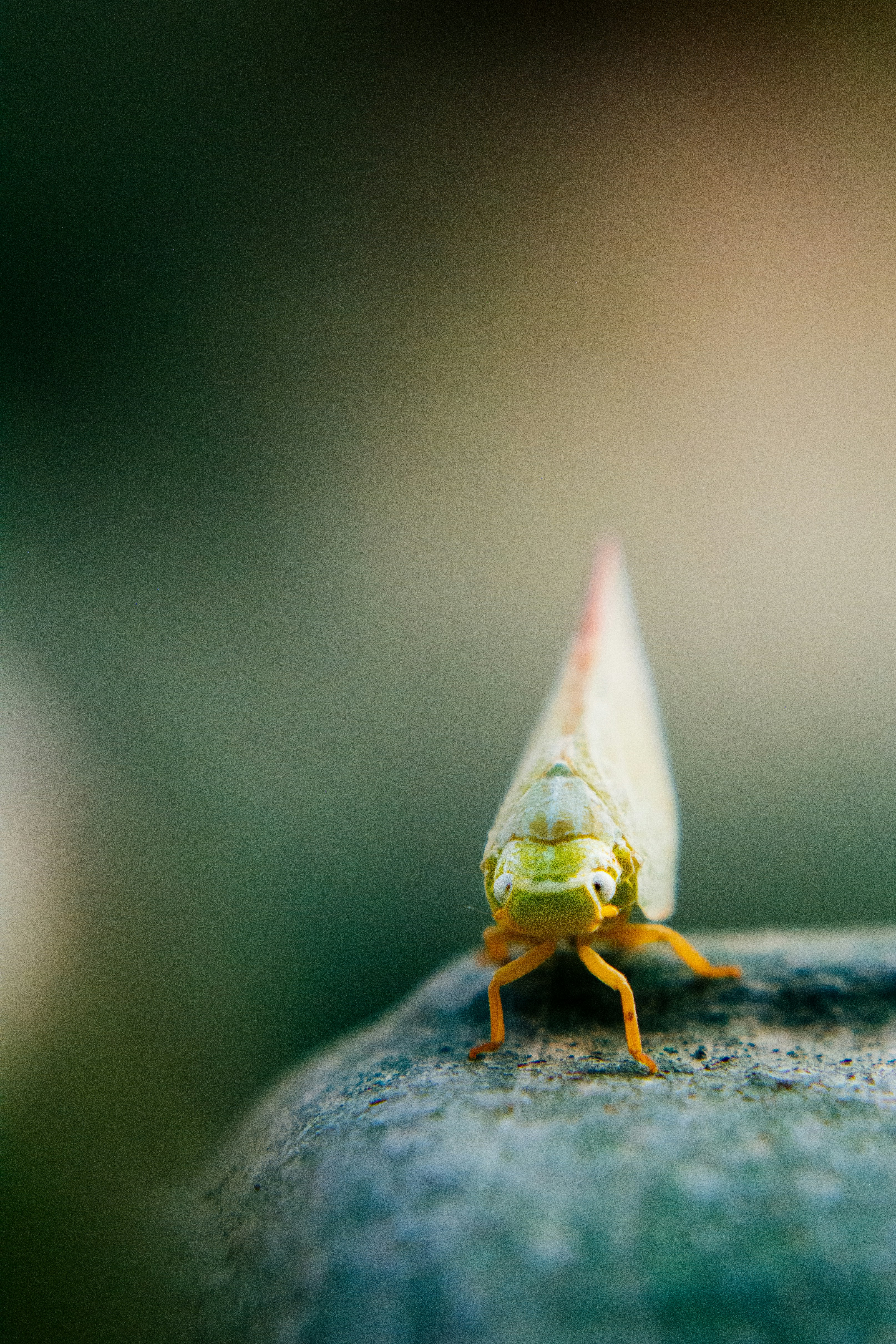 Photo by annoying_salman