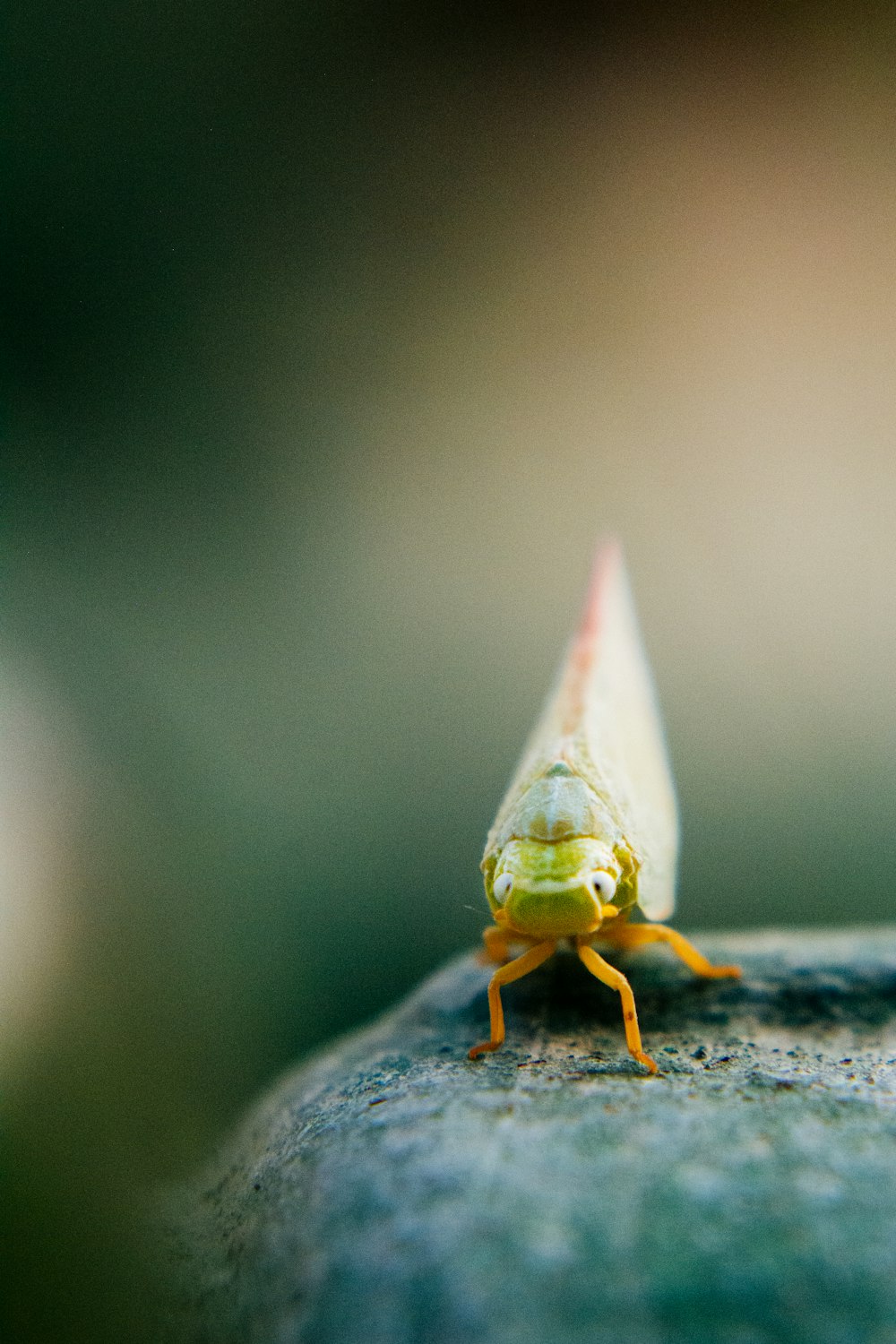 a close up of a bug on a rock