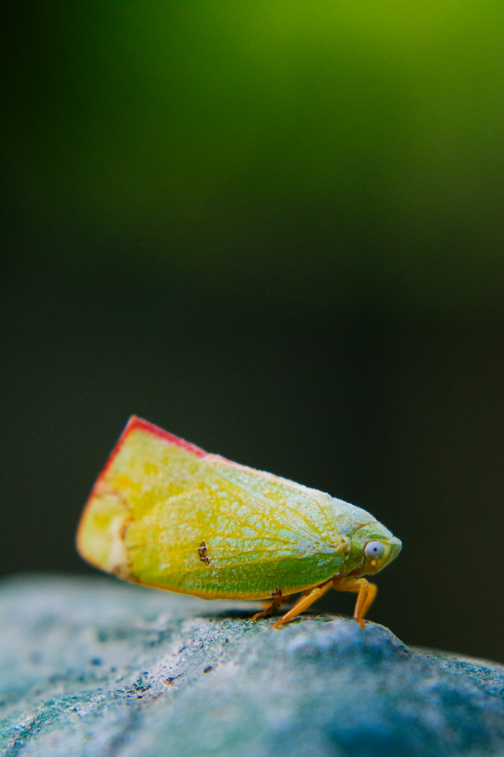 a green bug sitting on top of a rock