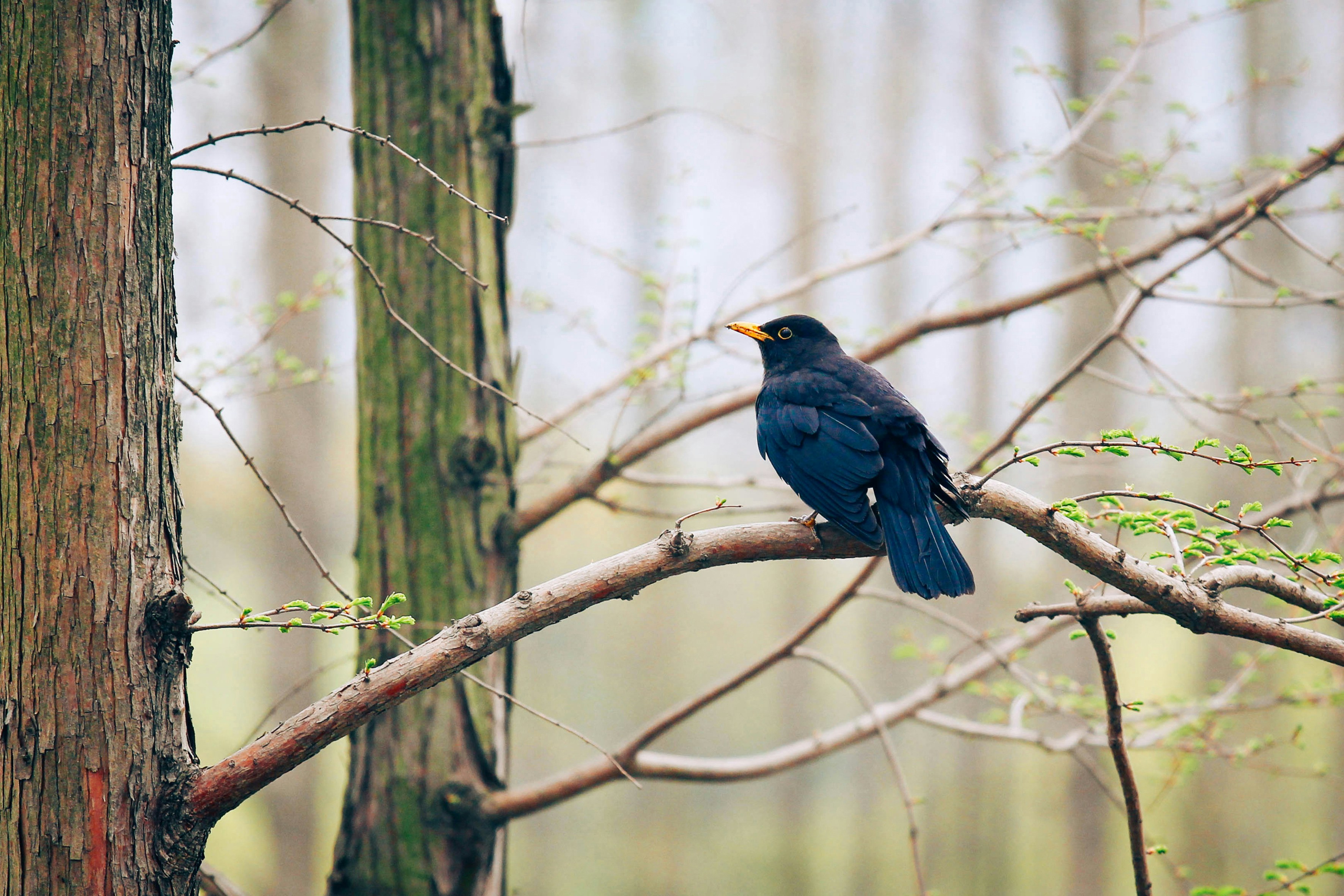 Photo by litemessmor