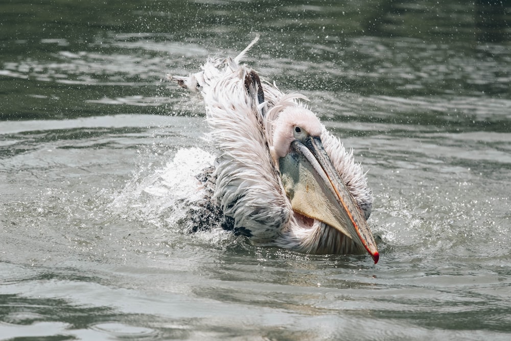 a large bird with a long beak swimming in the water