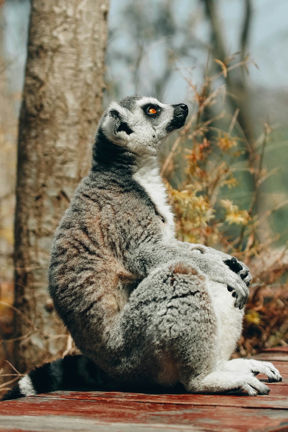 a lemur sitting on a wooden platform next to a tree