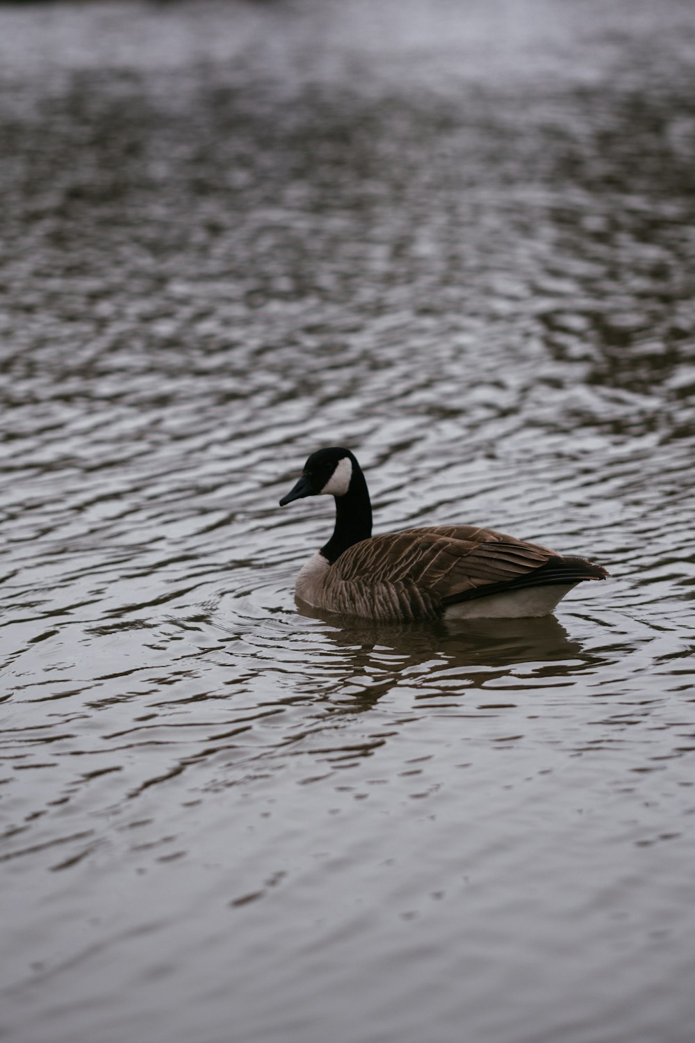 a duck floating on top of a body of water