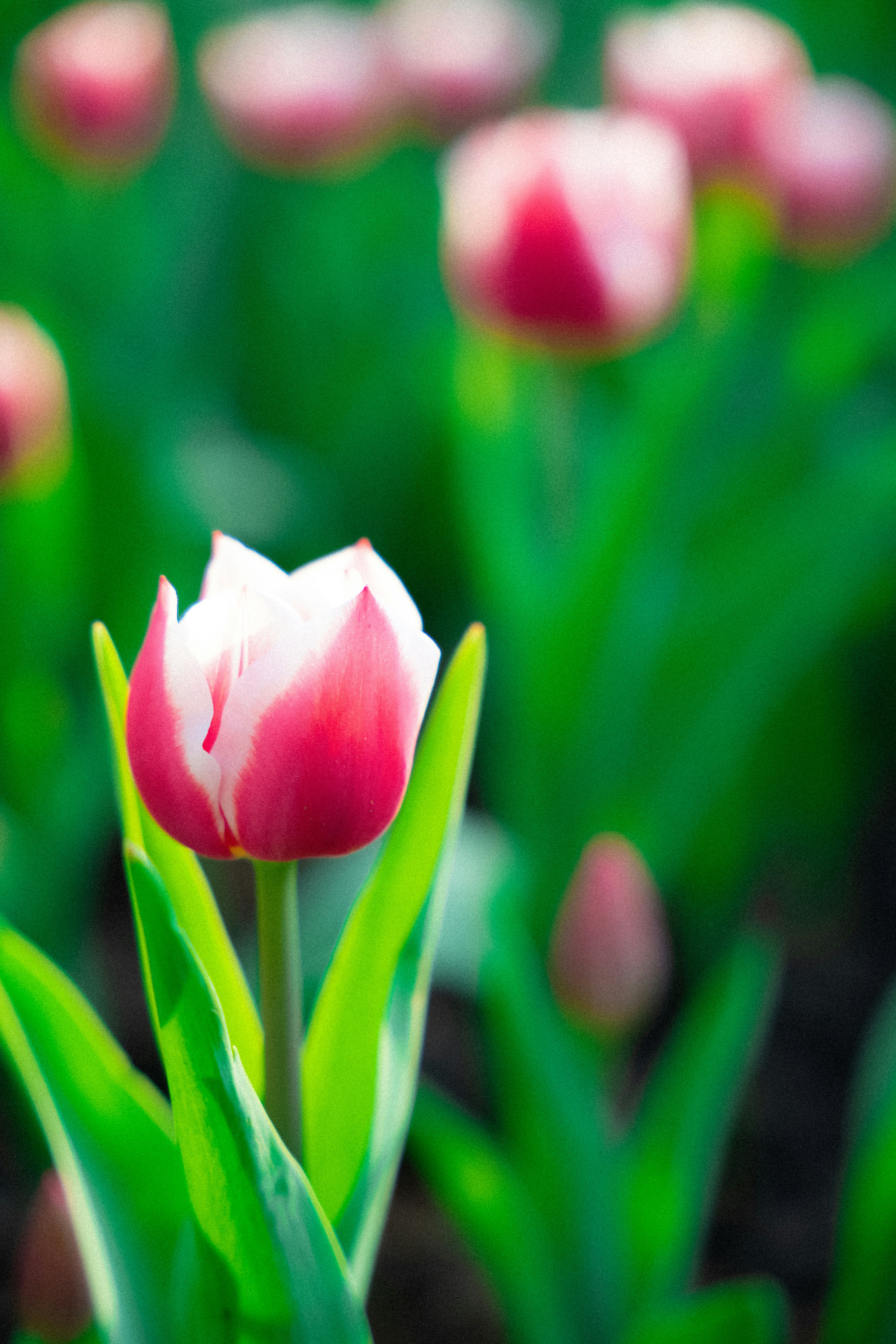 Photo by mocking_bird