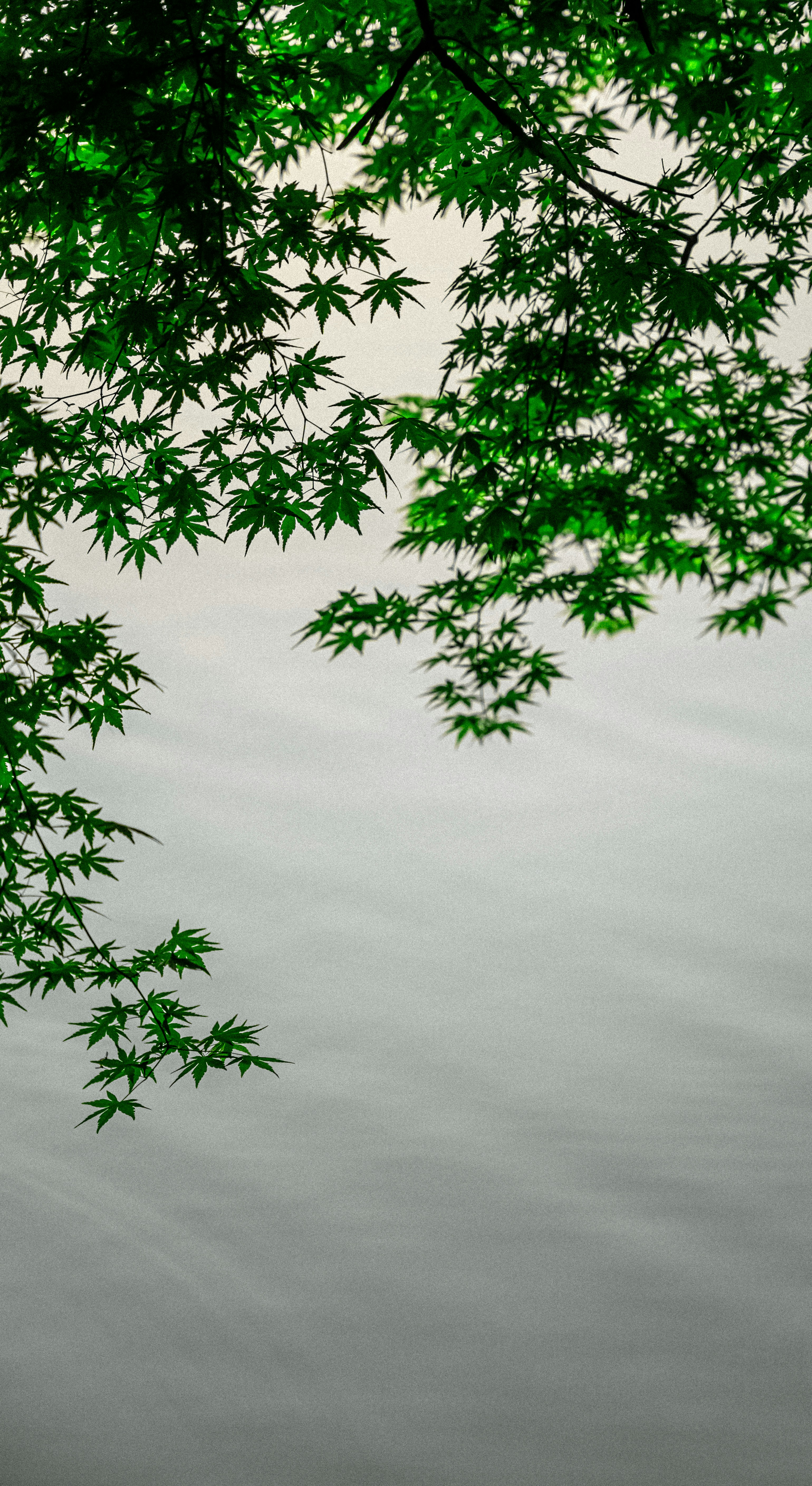 Photo by mocking_bird