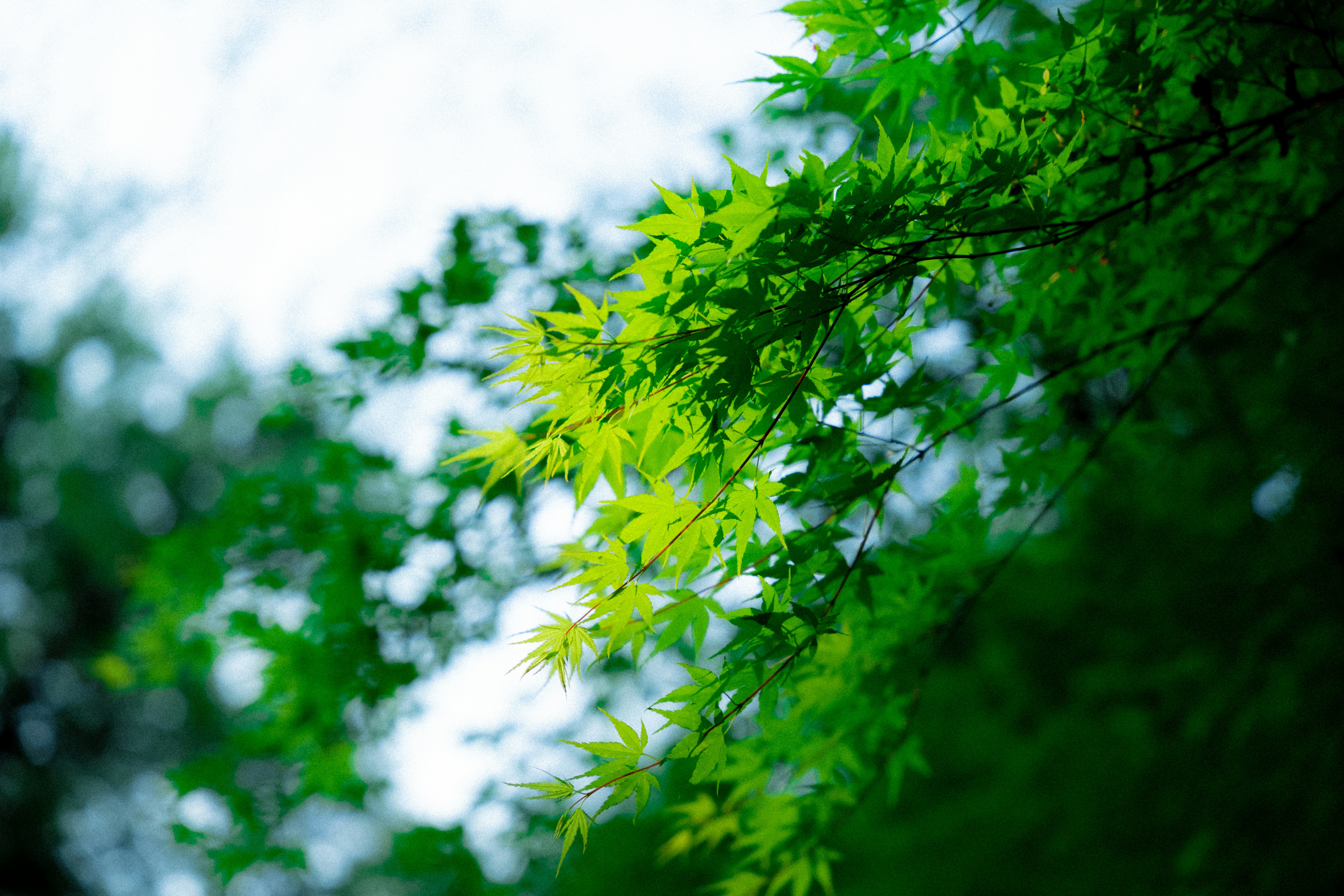 Photo by mocking_bird