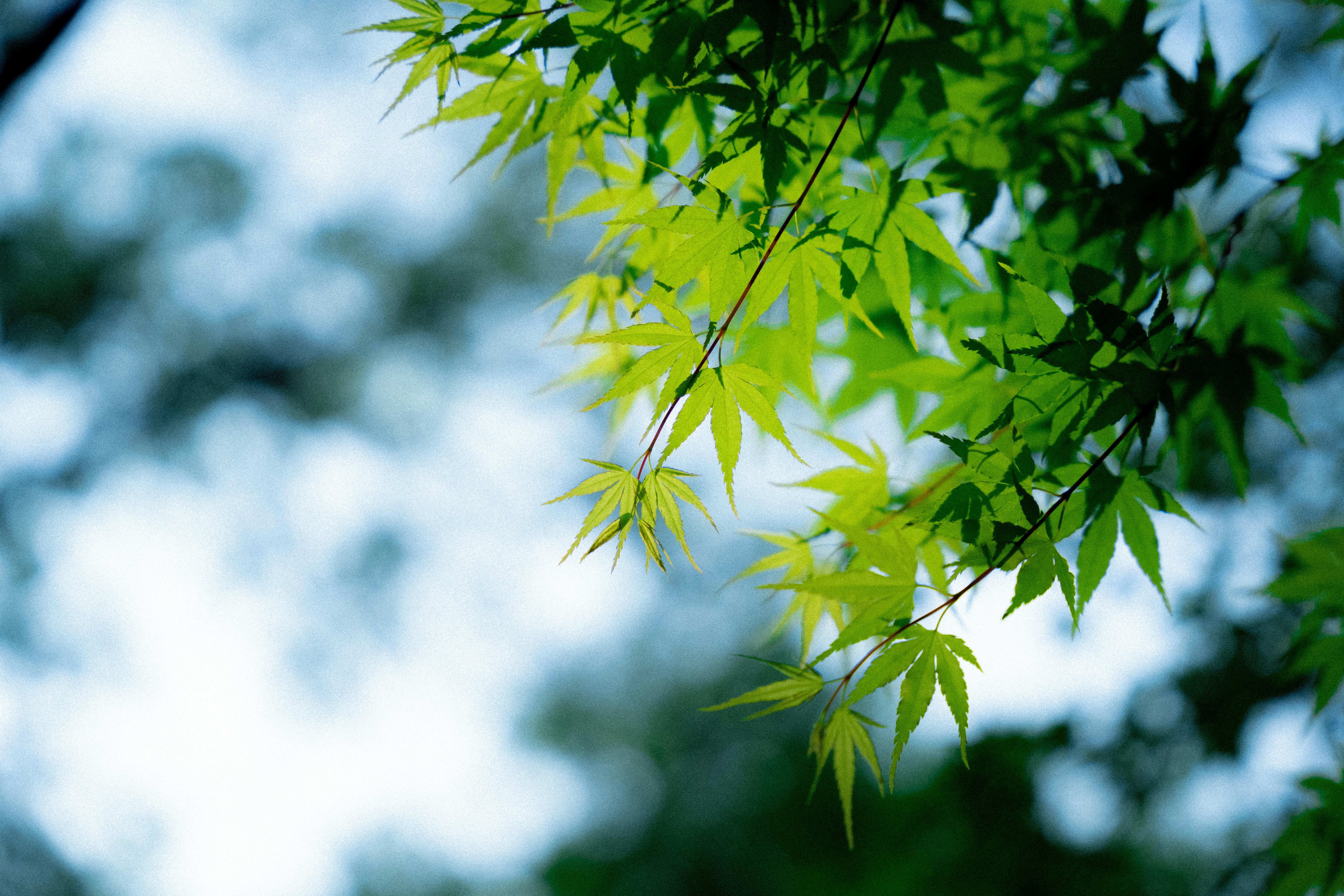 Photo by mocking_bird