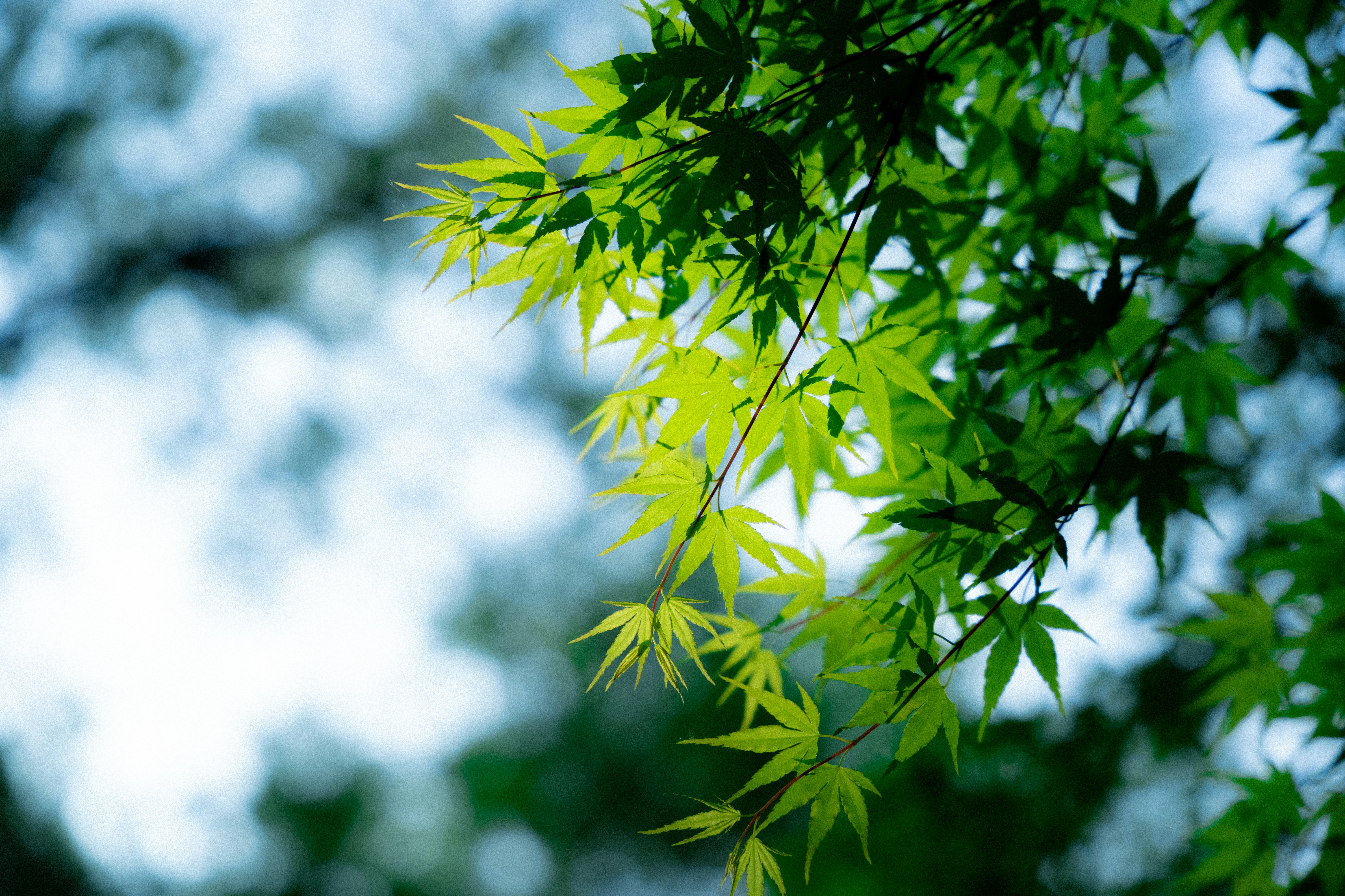 Photo by mocking_bird