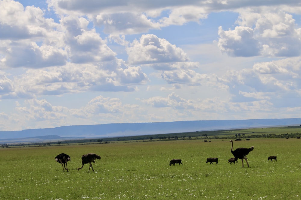 a herd of ostriches walking across a lush green field