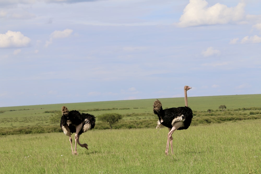 an ostrich and an ostrich running in a field