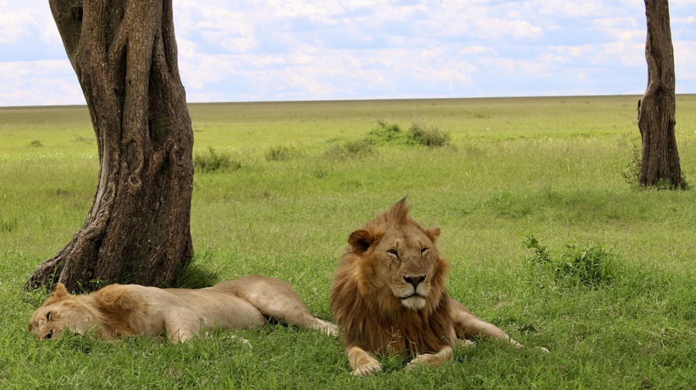 a lion and a lioness laying in the grass