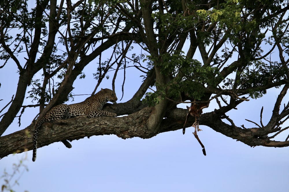 Un leopardo está sentado en un árbol sin hojas