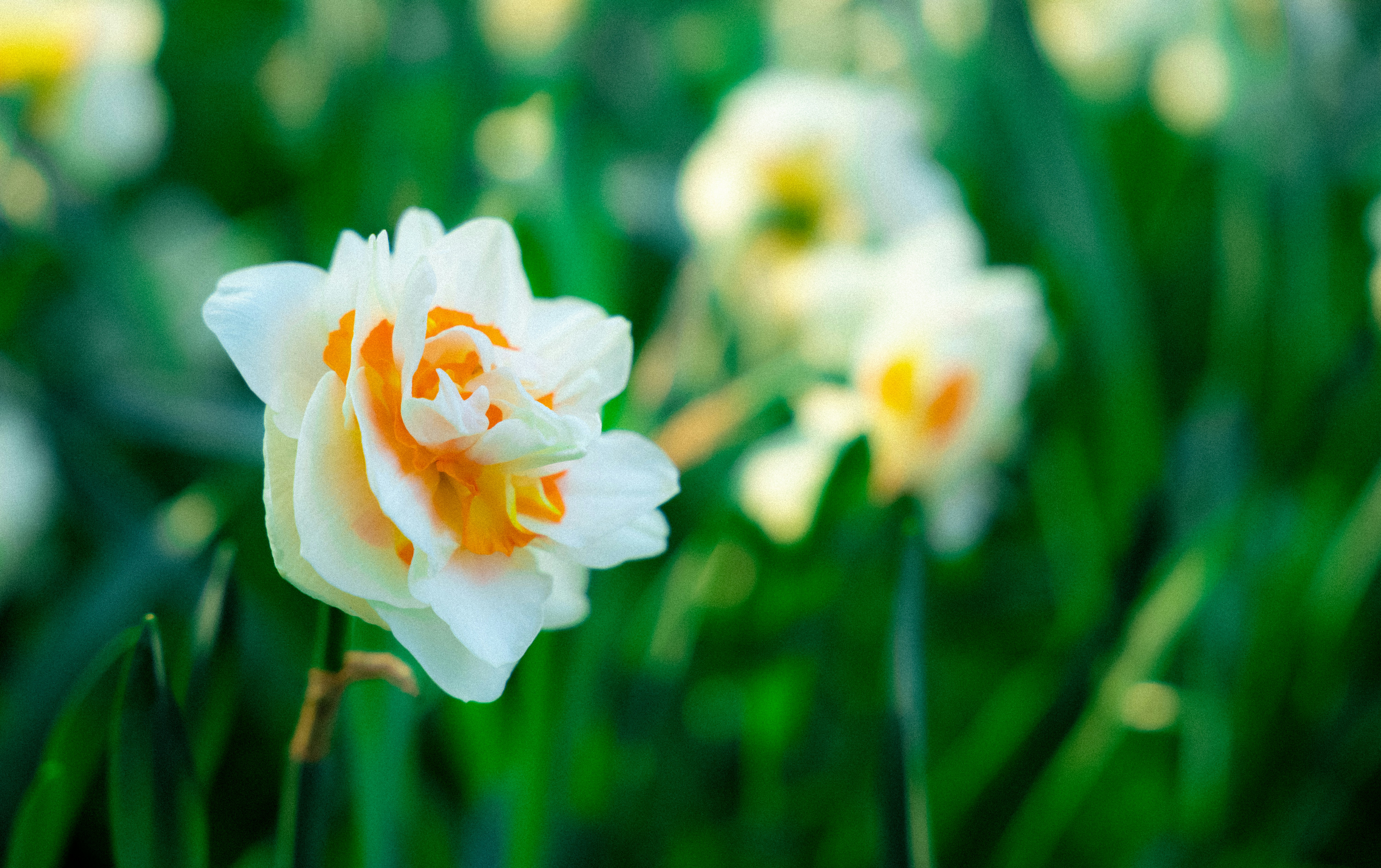 Photo by mocking_bird