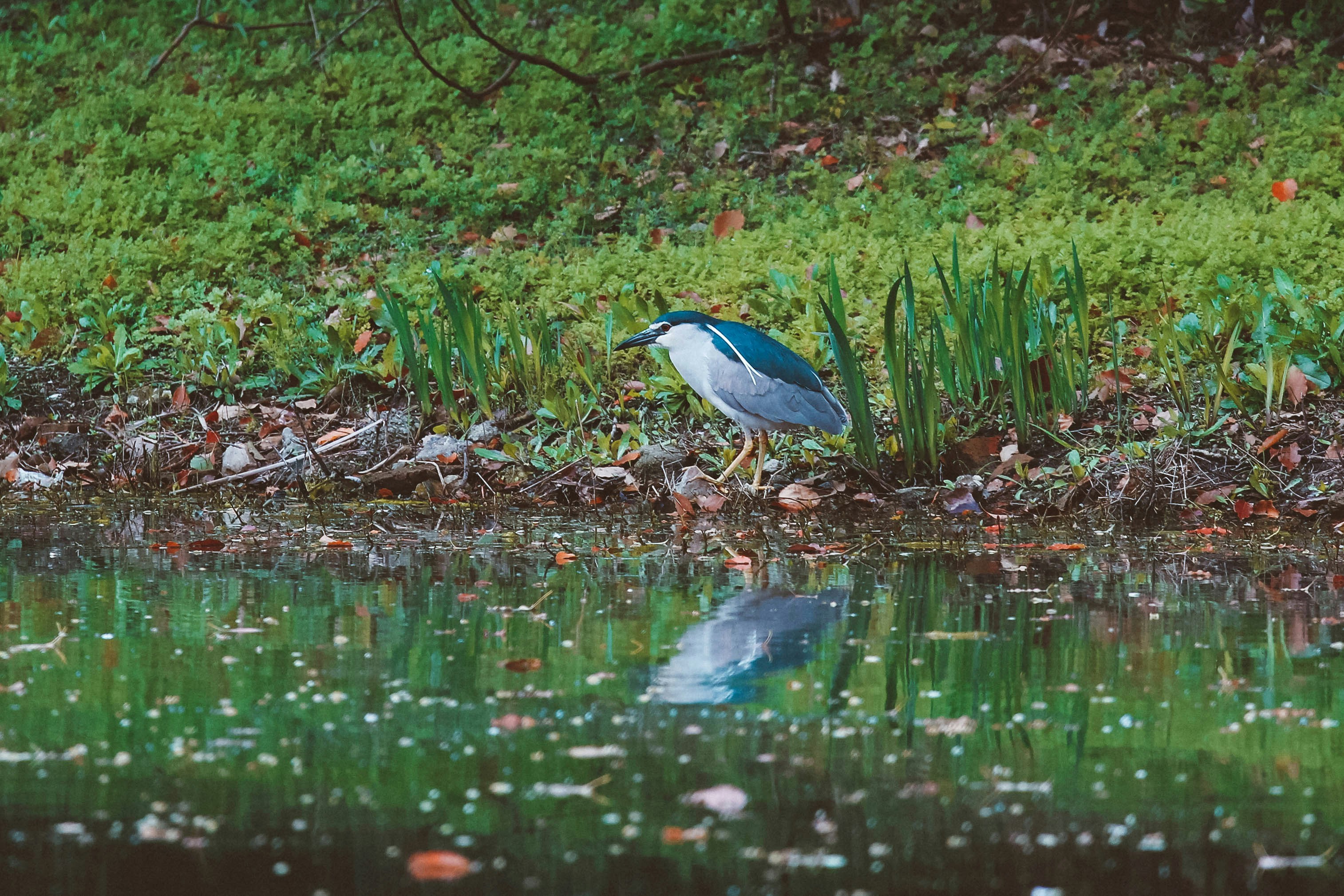 Photo by litemessmor