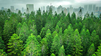 a view of a forest with tall buildings in the background