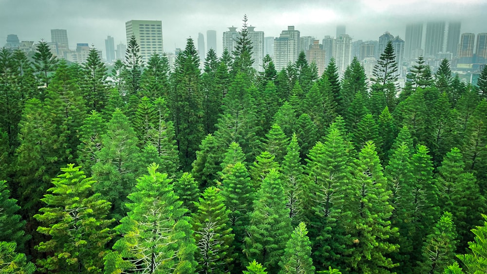 a view of a forest with tall buildings in the background