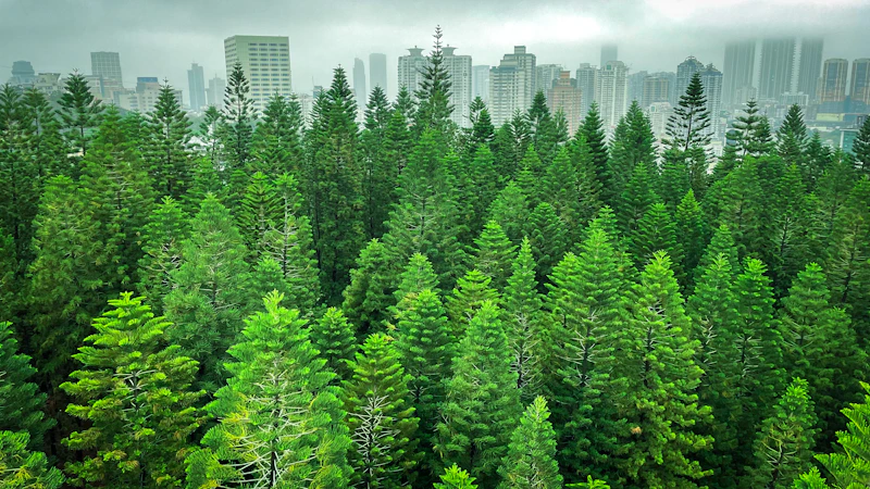 vue paisible de forêt avec ville au loin