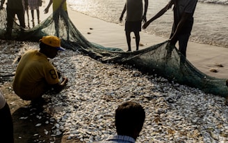 Several people are gathered on a beach pulling in a fishing net filled with a large amount of fish. The sun is shining, casting long shadows on the sand, and the net is laid out on the ground, with fish scattered around. The individuals are dressed in casual clothing, and there is a sense of teamwork as they work together to manage the catch.