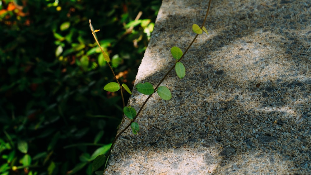 a plant growing out of a crack in a rock
