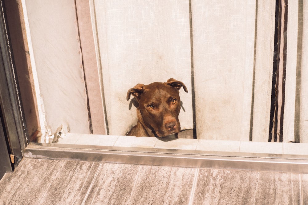 a brown dog looking out of a window