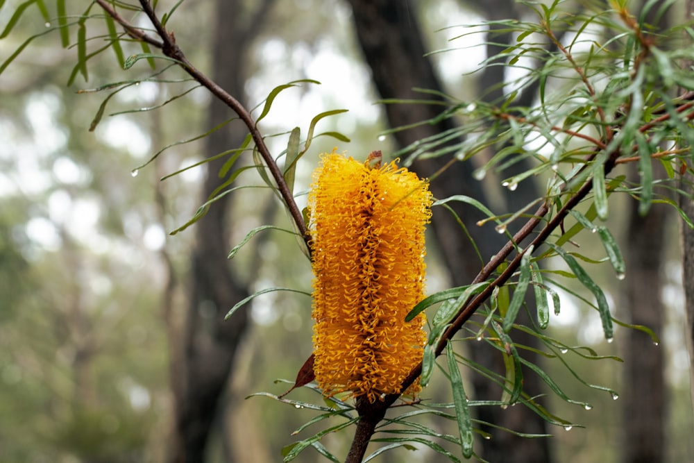 a close up of a yellow flower on a tree