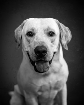 A close-up portrait of a Labrador Retriever in black and white. The dog has a gentle expression, with its tongue slightly out and ears relaxed. The background is a dark, blurred texture, emphasizing the dog's features.