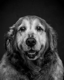 A warm, candid shot of the photographer gently interacting with a joyful golden retriever in the studio.