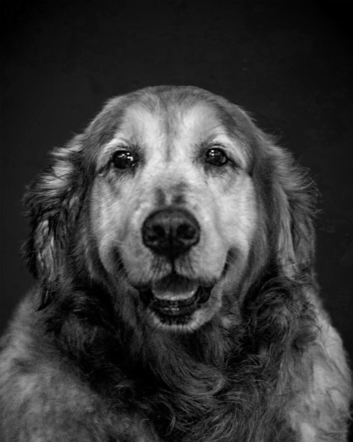 A warm, candid shot of the photographer gently interacting with a joyful golden retriever in the studio.