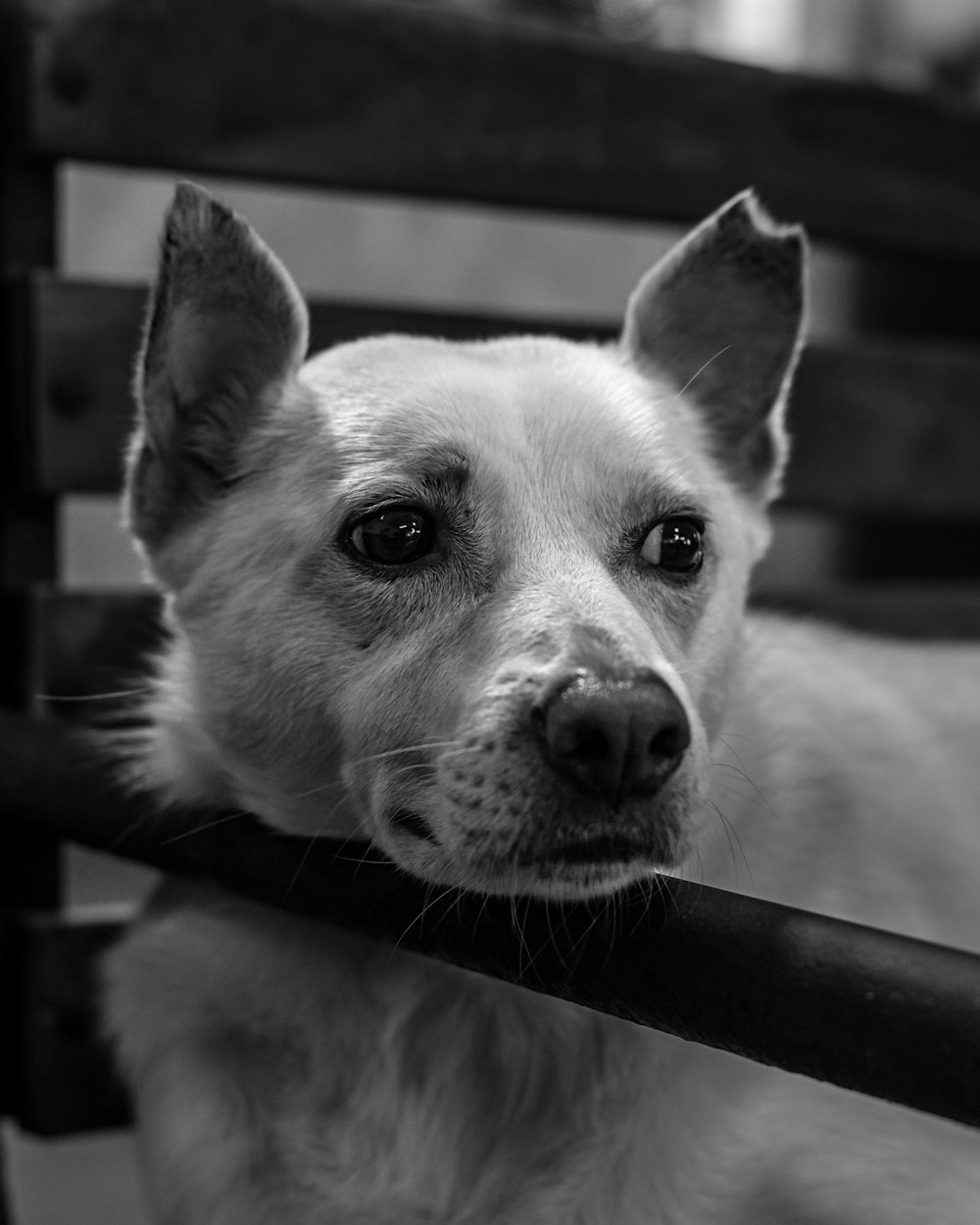 a white dog with a stick in its mouth