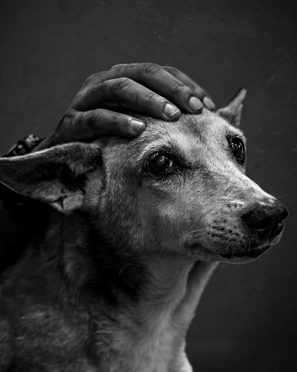 a black and white photo of a dog with a hand on it's head