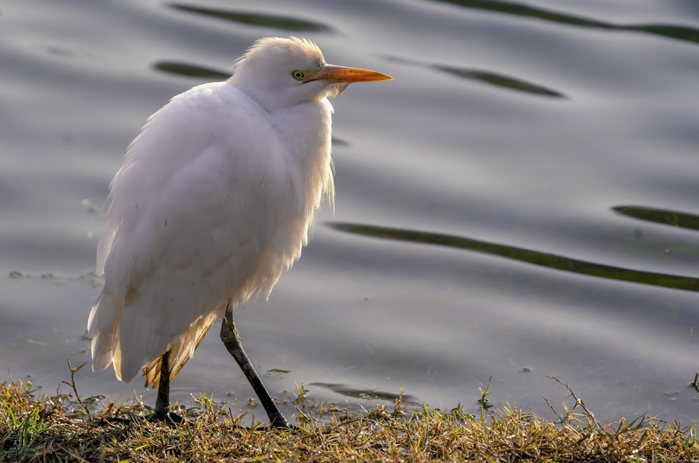 a white bird standing on the shore of a body of water