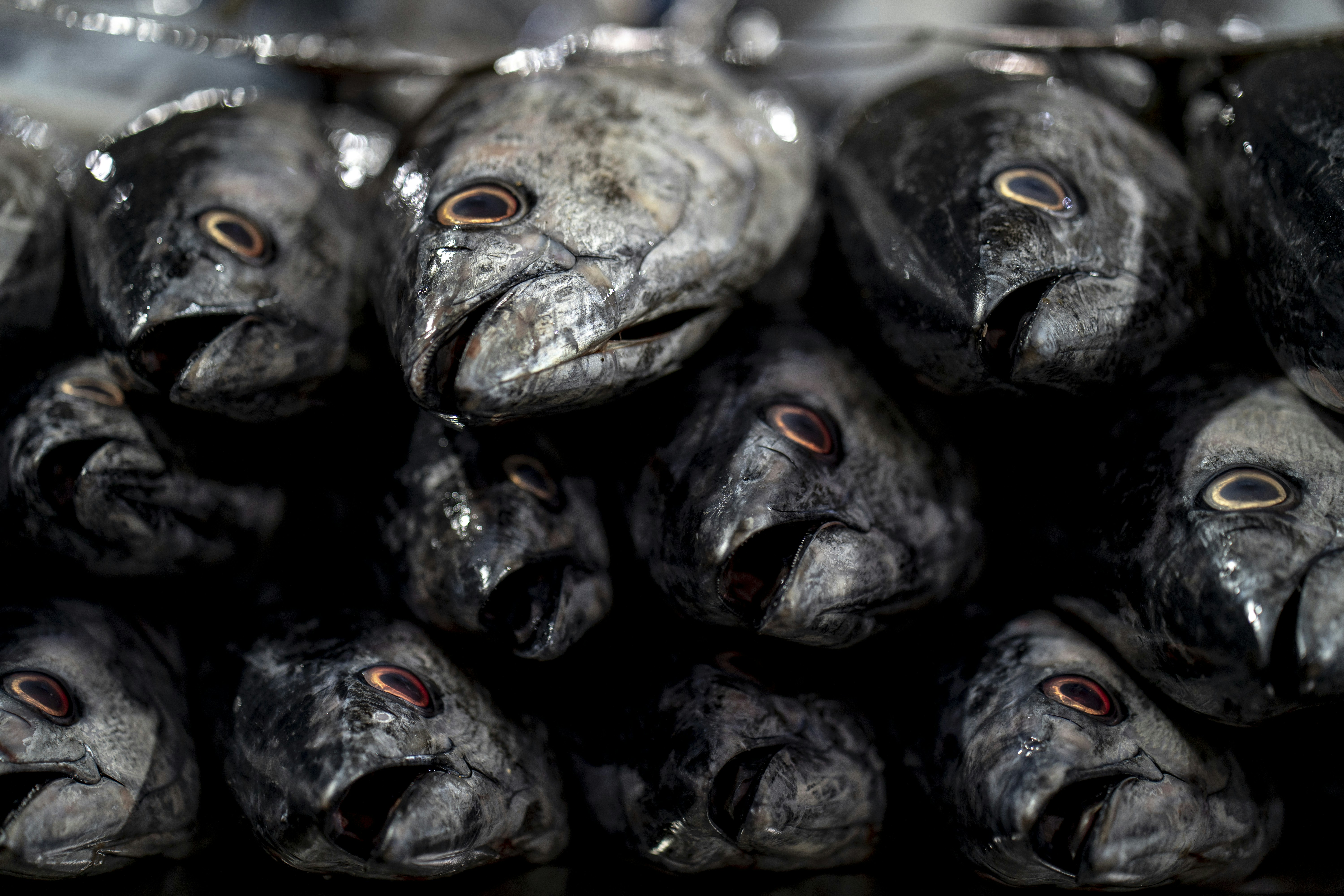 a close up of a bunch of fish heads