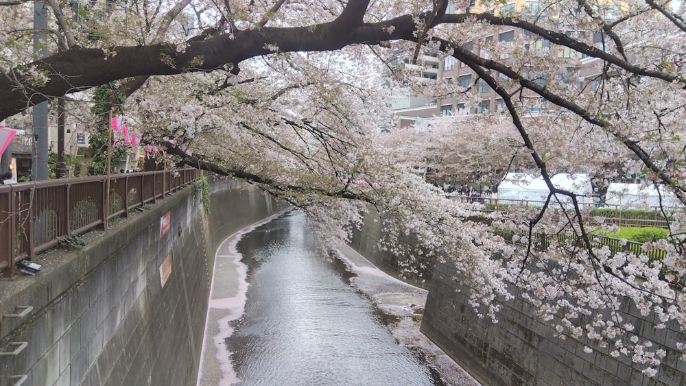 a river flowing under a tree filled with pink flowers