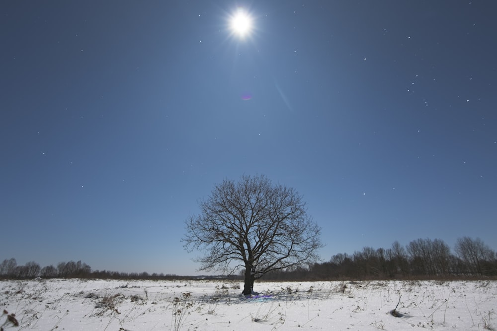 a lone tree in a snowy field under a bright sun