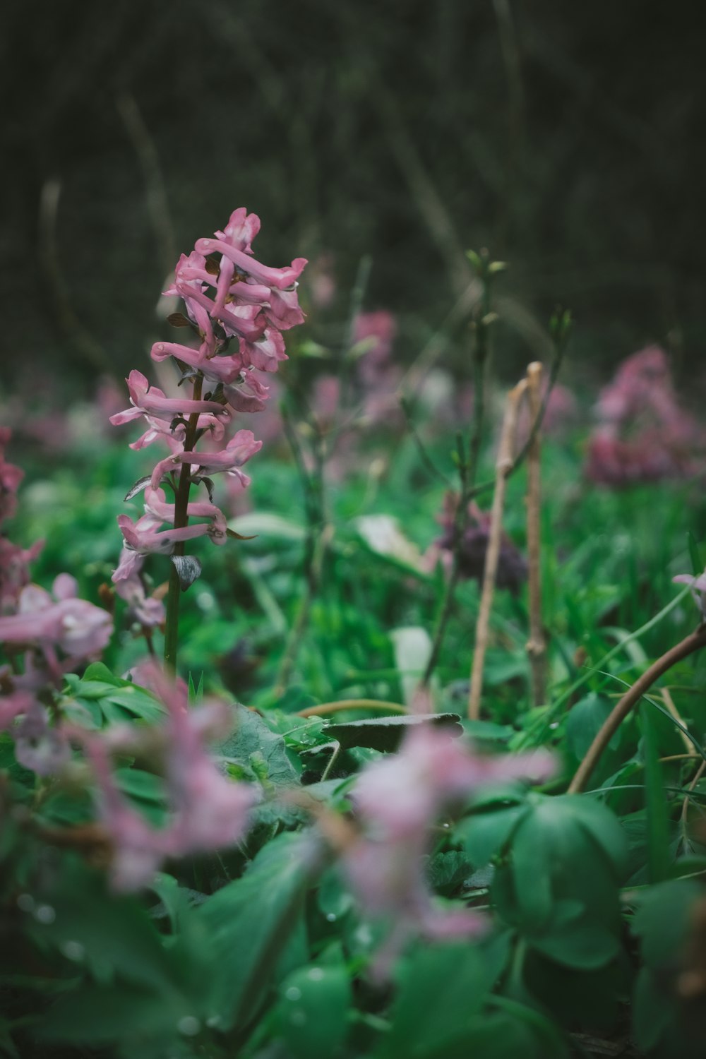 a bunch of flowers that are in the grass