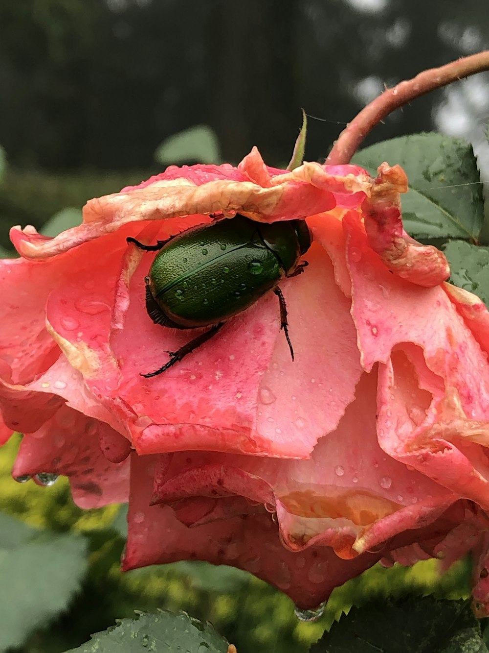 a green bug sitting on top of a pink flower