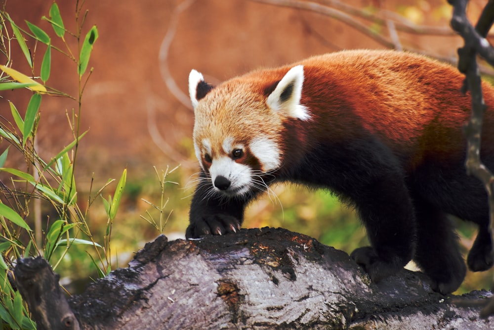 Un panda rojo caminando sobre la rama de un árbol