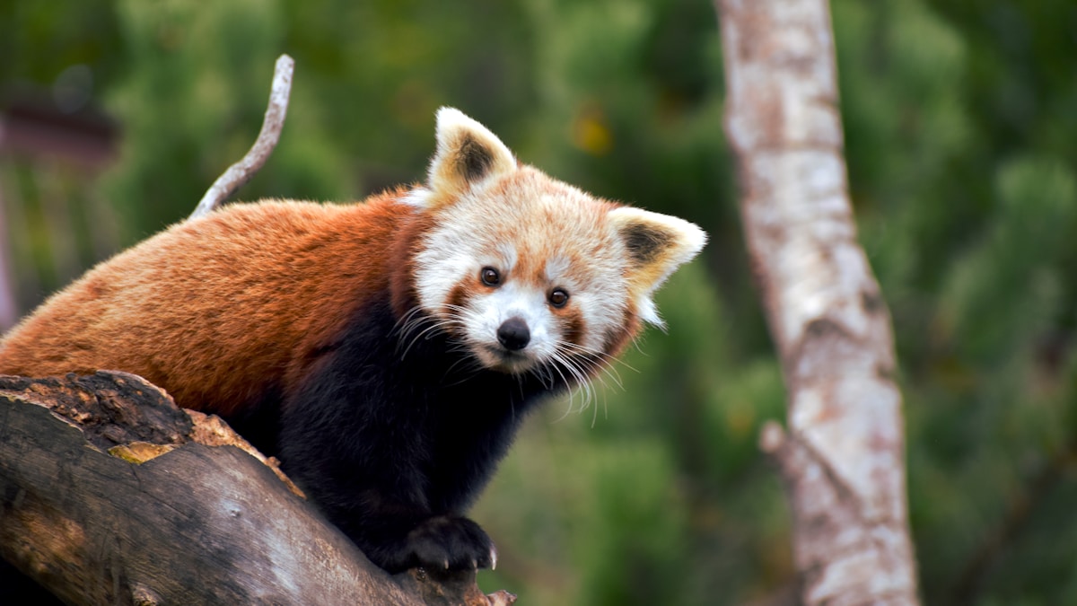 動物園撮影ガイド