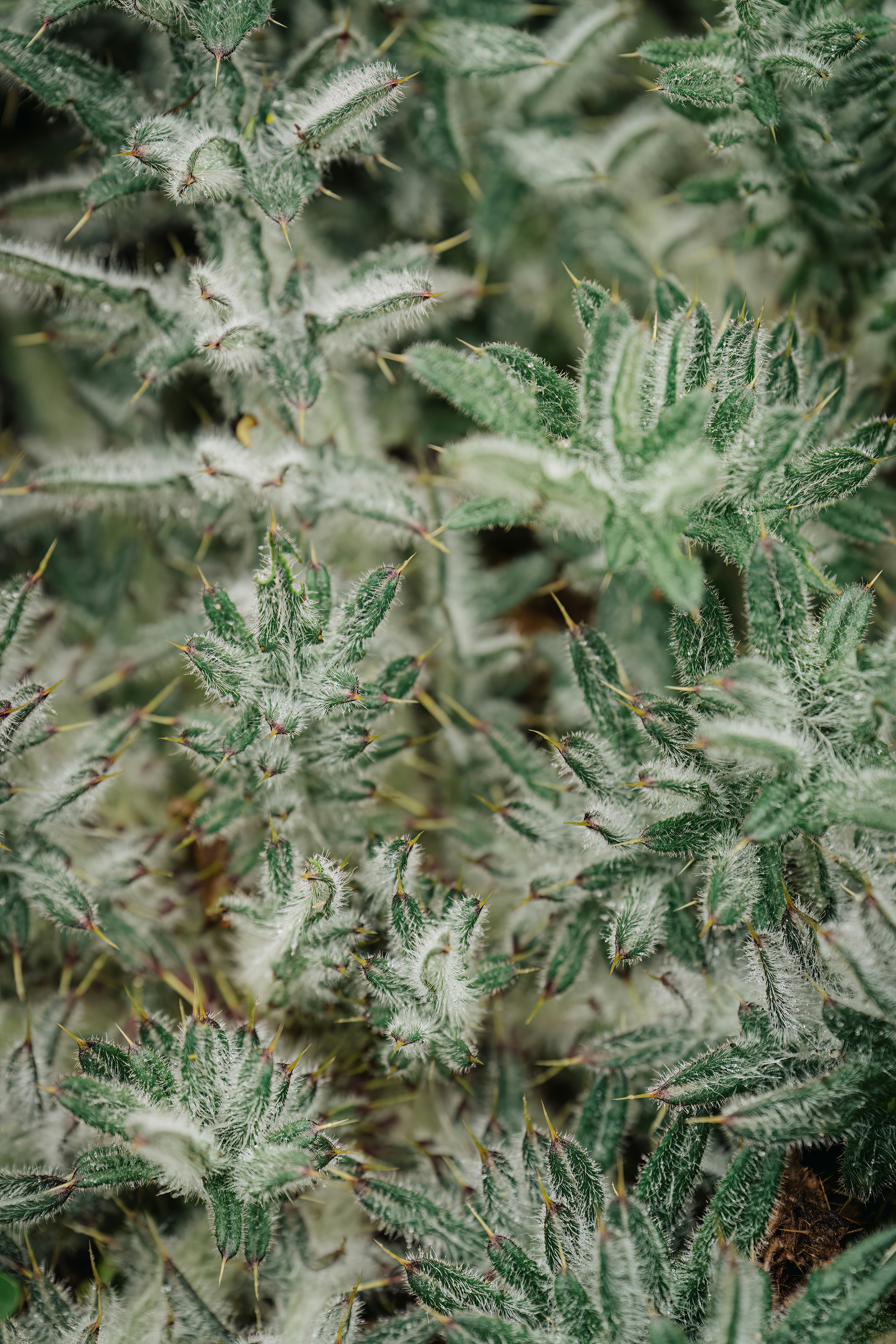 Un primo piano di una pianta con molte foglie