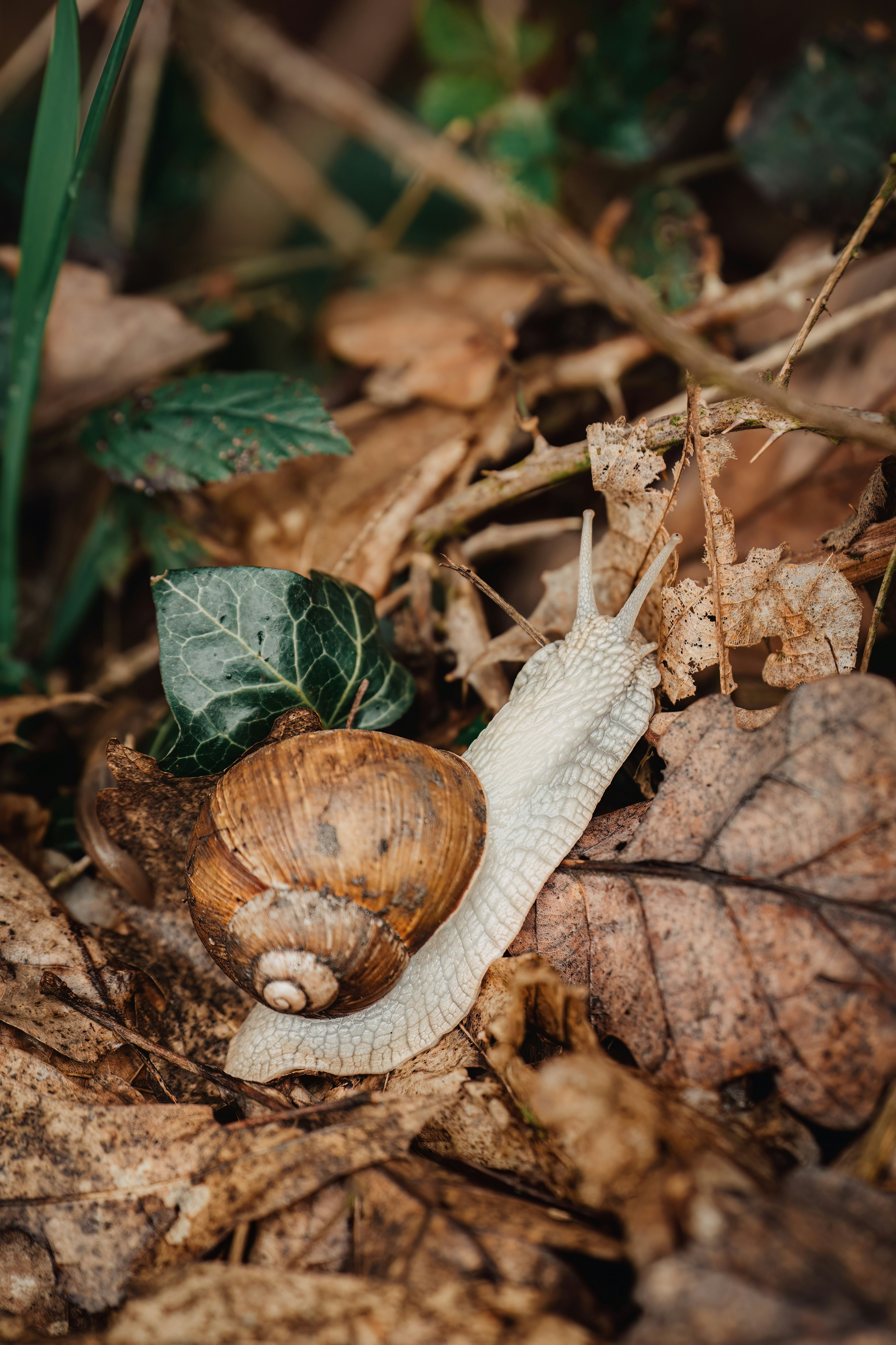 una lumaca che striscia sul terreno tra le foglie