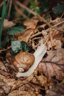 A snail with a brown, spiral shell crawls over dried leaves on the forest floor. Green foliage peeks through the background, creating a natural woodland scene.